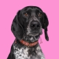 Preview: Dog with a Mission Halsband Sweet Mae